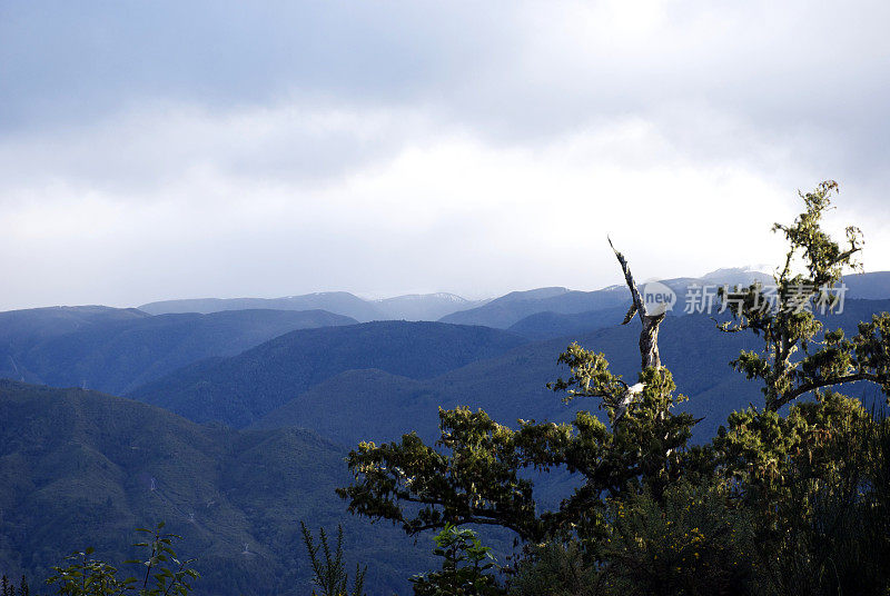 新西兰Podocarp和Mountain Scene